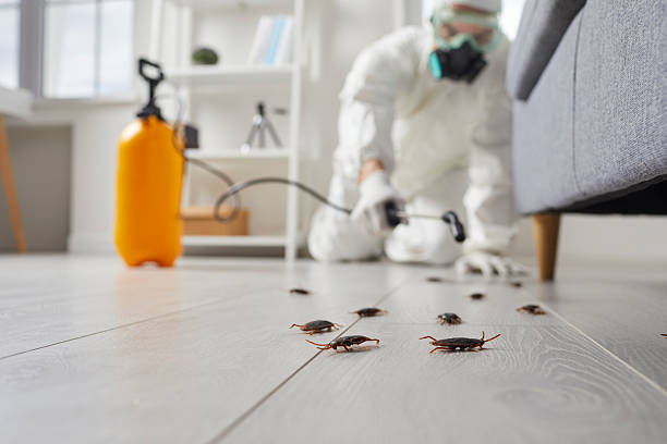 Post-Treatment Bed Bug Interceptor Monitoring in Shrub Oak